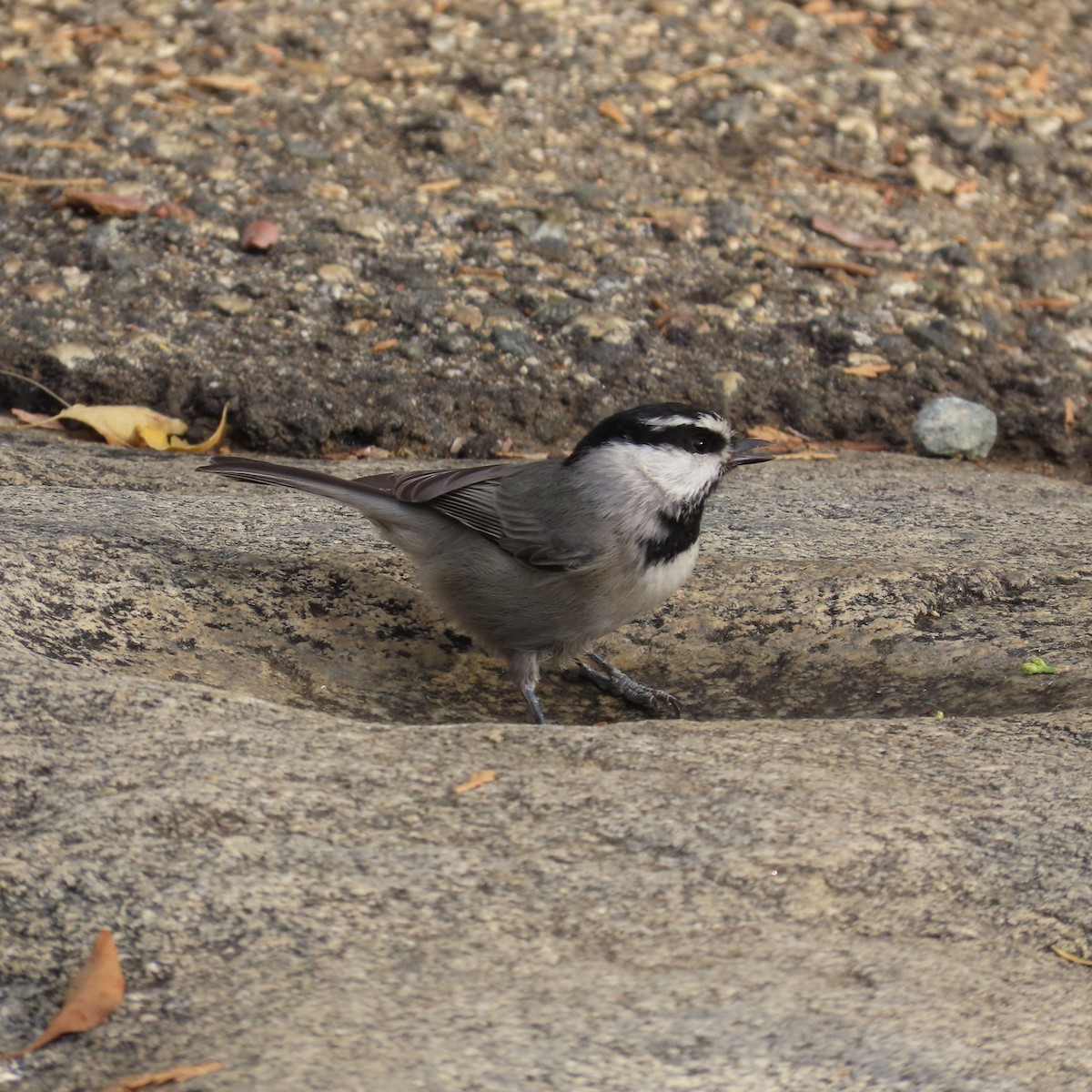 Mountain Chickadee - ML643214825