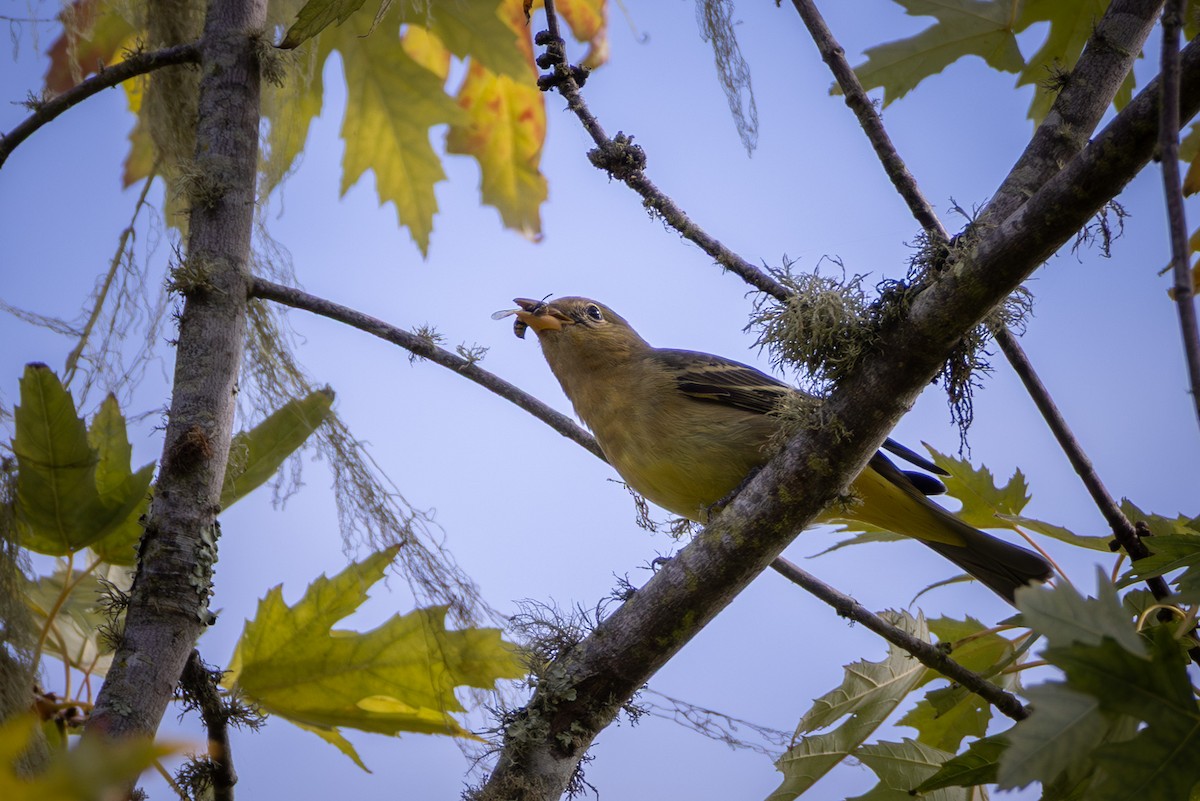 Western Tanager - ML643214828