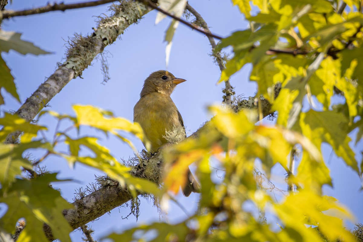 Western Tanager - ML643214829