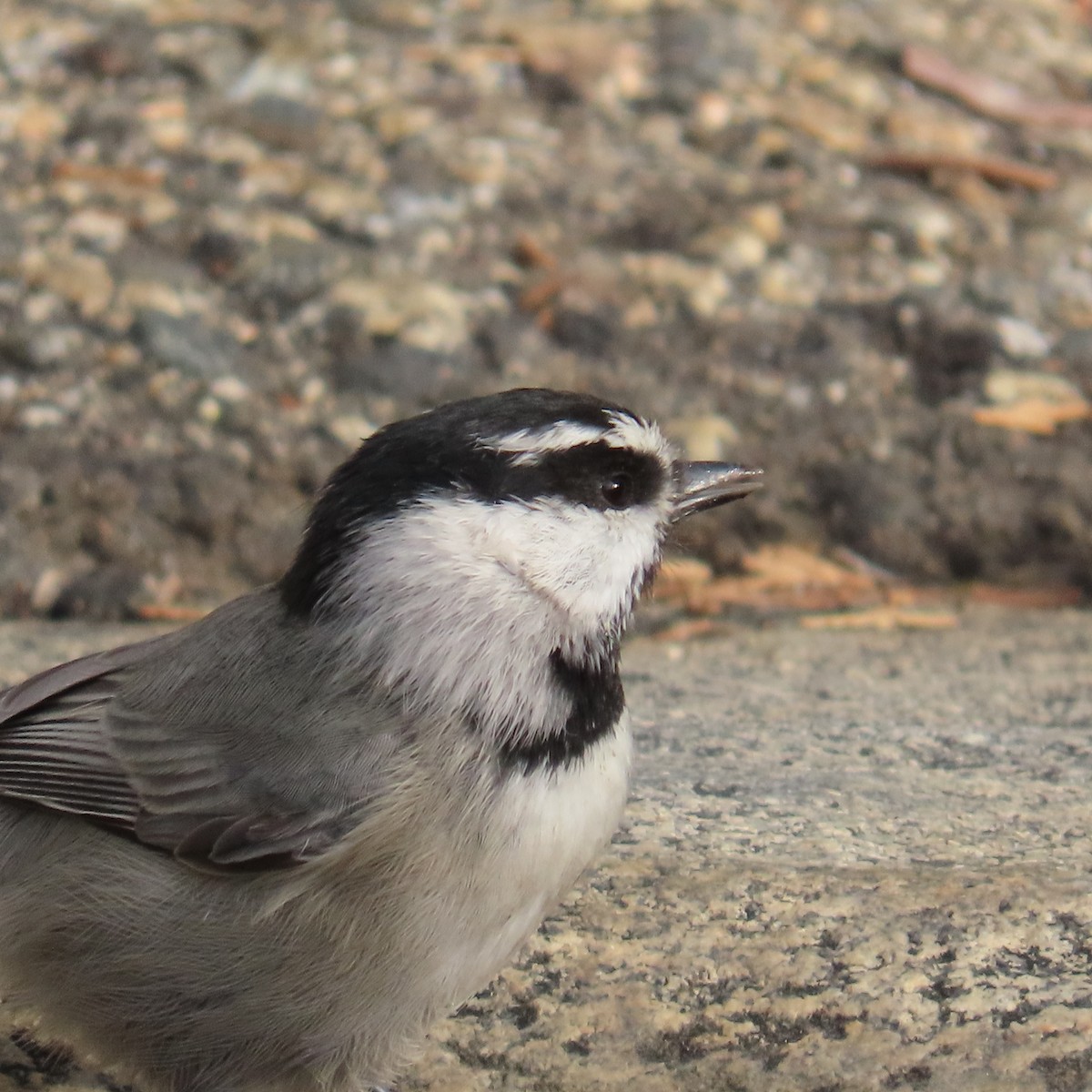 Mountain Chickadee - ML643214839