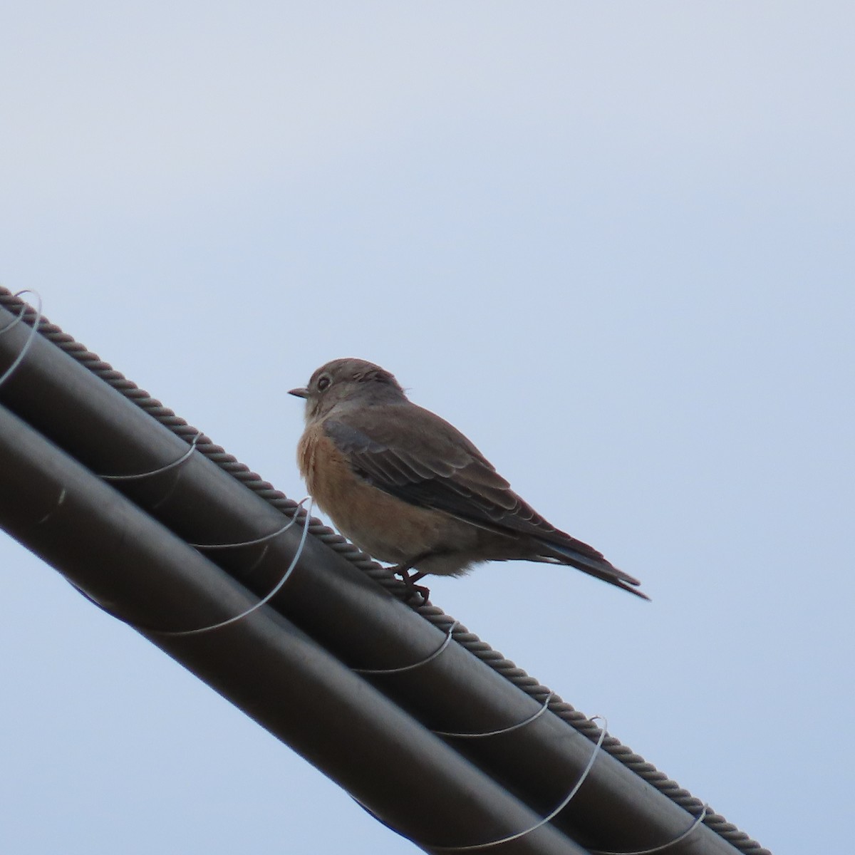 Western Bluebird - ML643214860