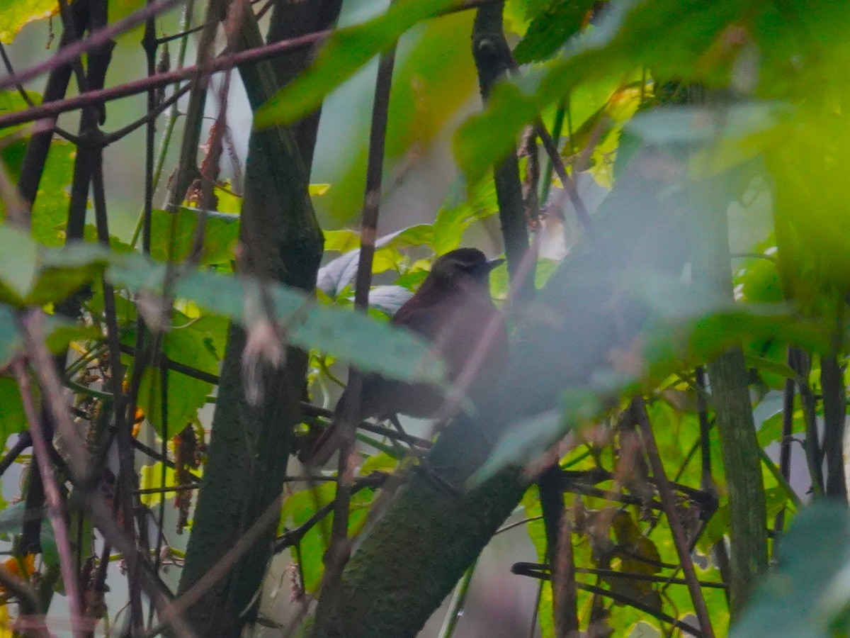 Archer's Robin-Chat (Archer's) - ML643214865