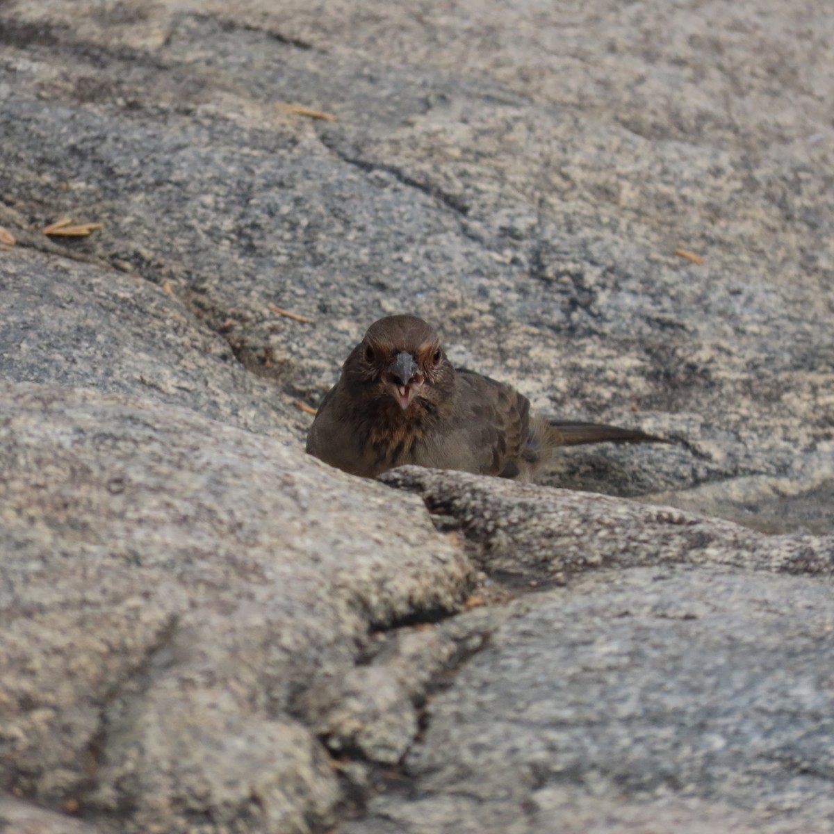 California Towhee - ML643214871