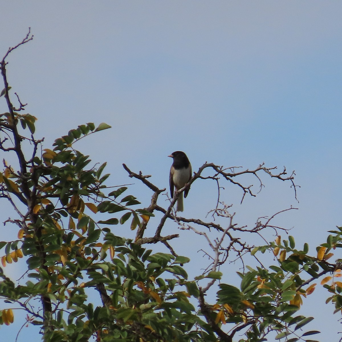 Dark-eyed Junco - ML643214888