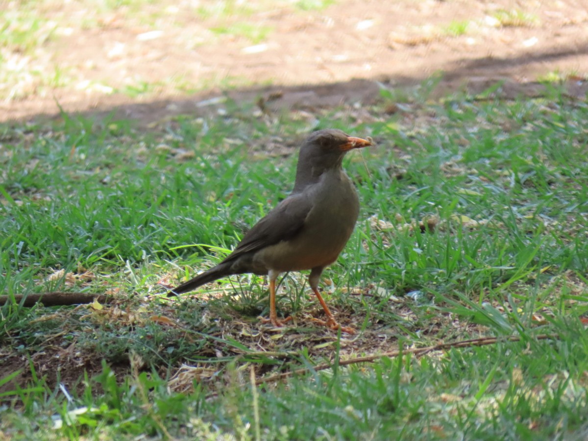 Karoo Thrush - ML643214890