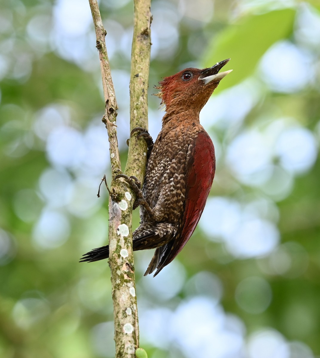 Mennigspecht - ML643214891