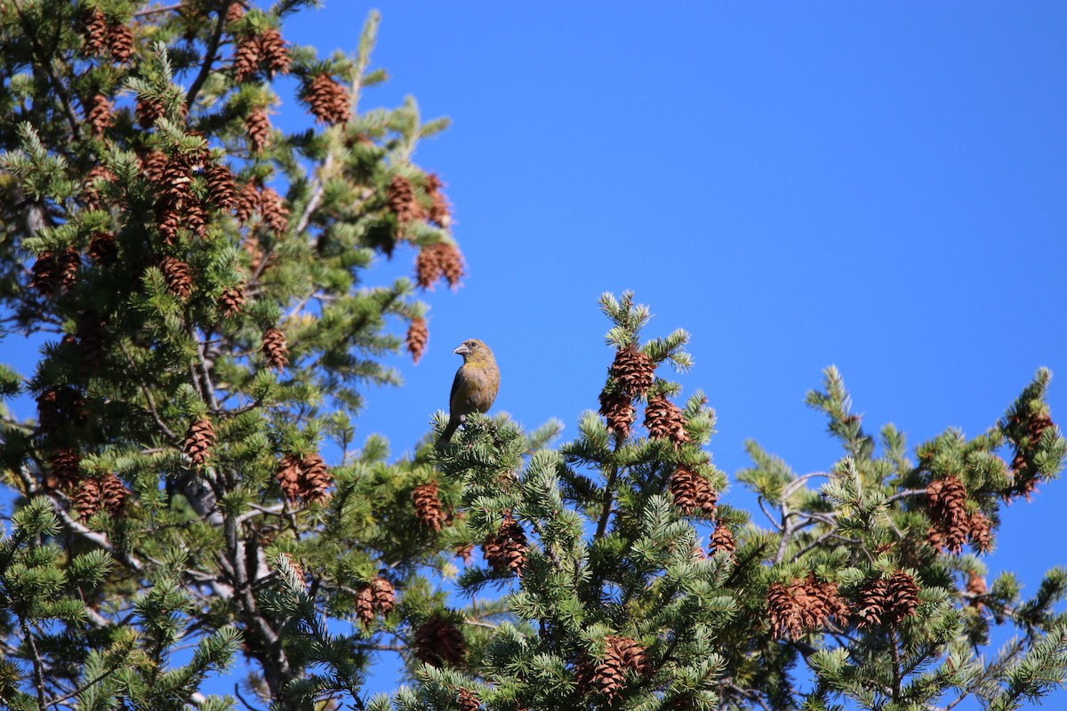 Гацуурын солбин хошуут - ML643214893