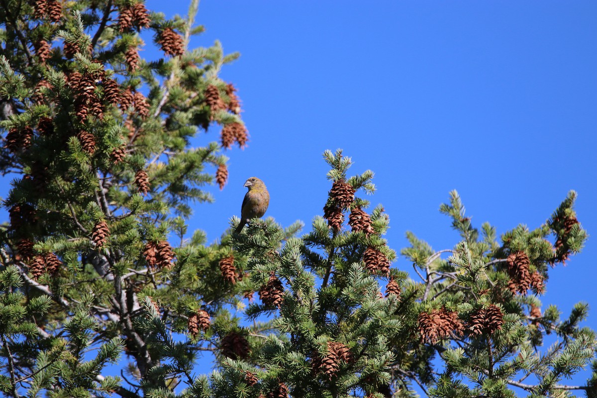 Гацуурын солбин хошуут - ML643214894