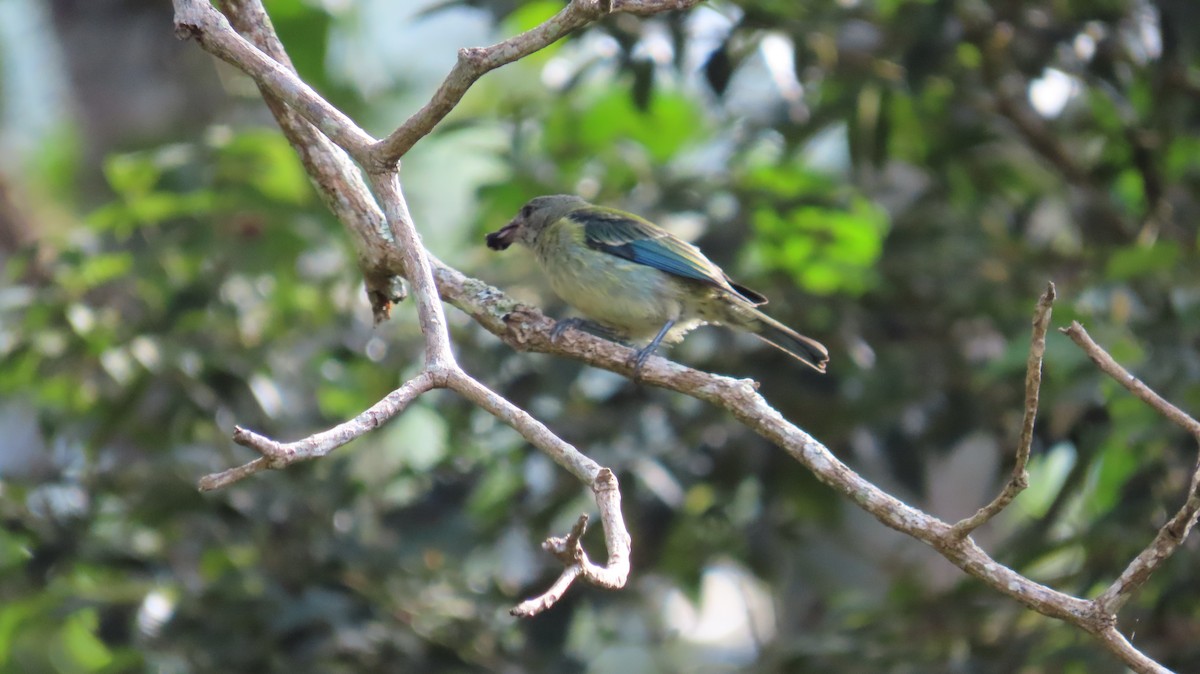 Black-headed Tanager - ML643214898