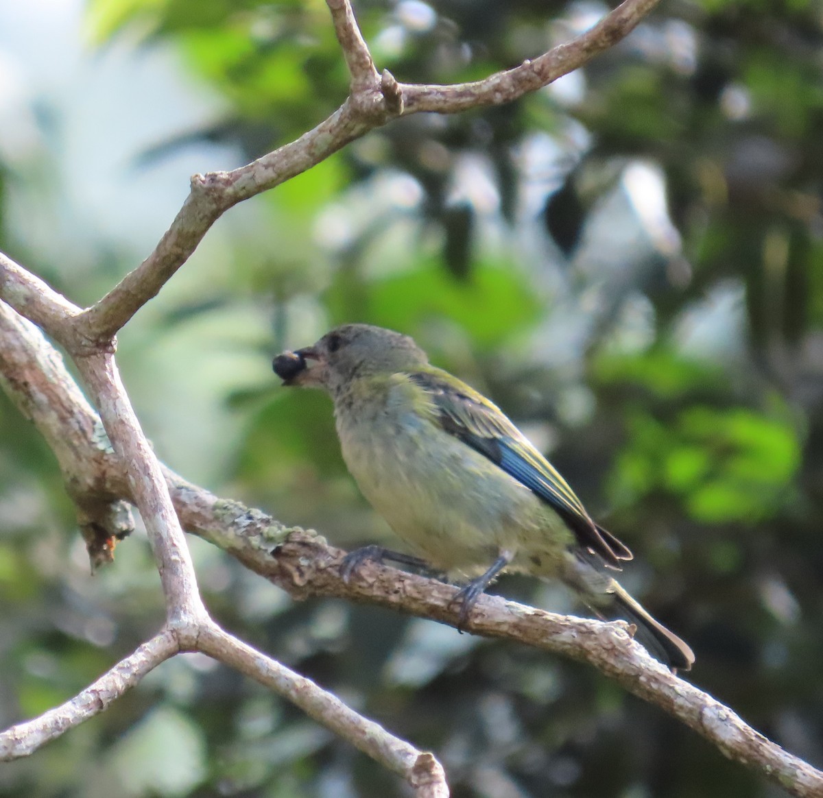 Black-headed Tanager - ML643214920