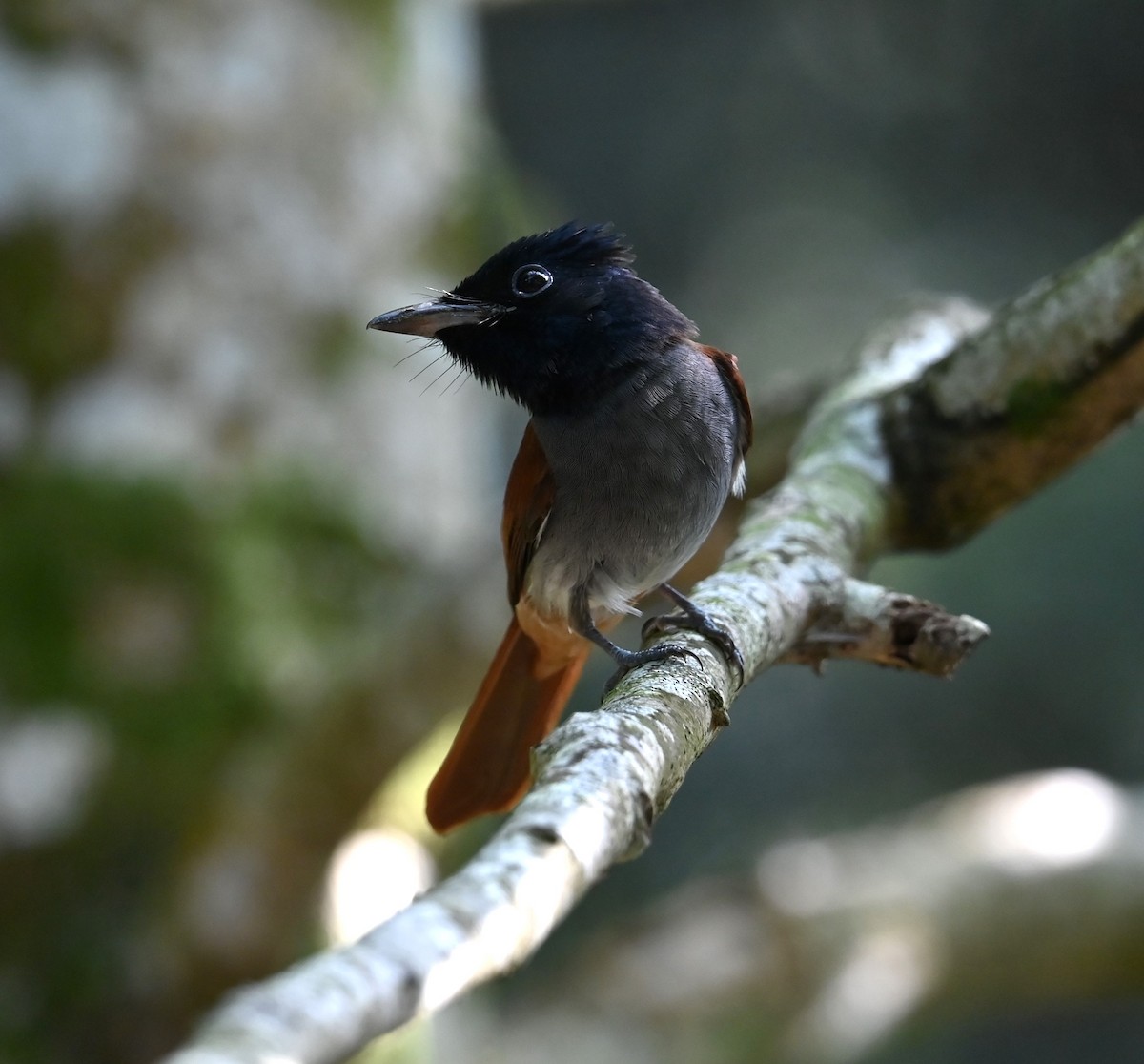 アムールサンコウチョウ - ML643214922