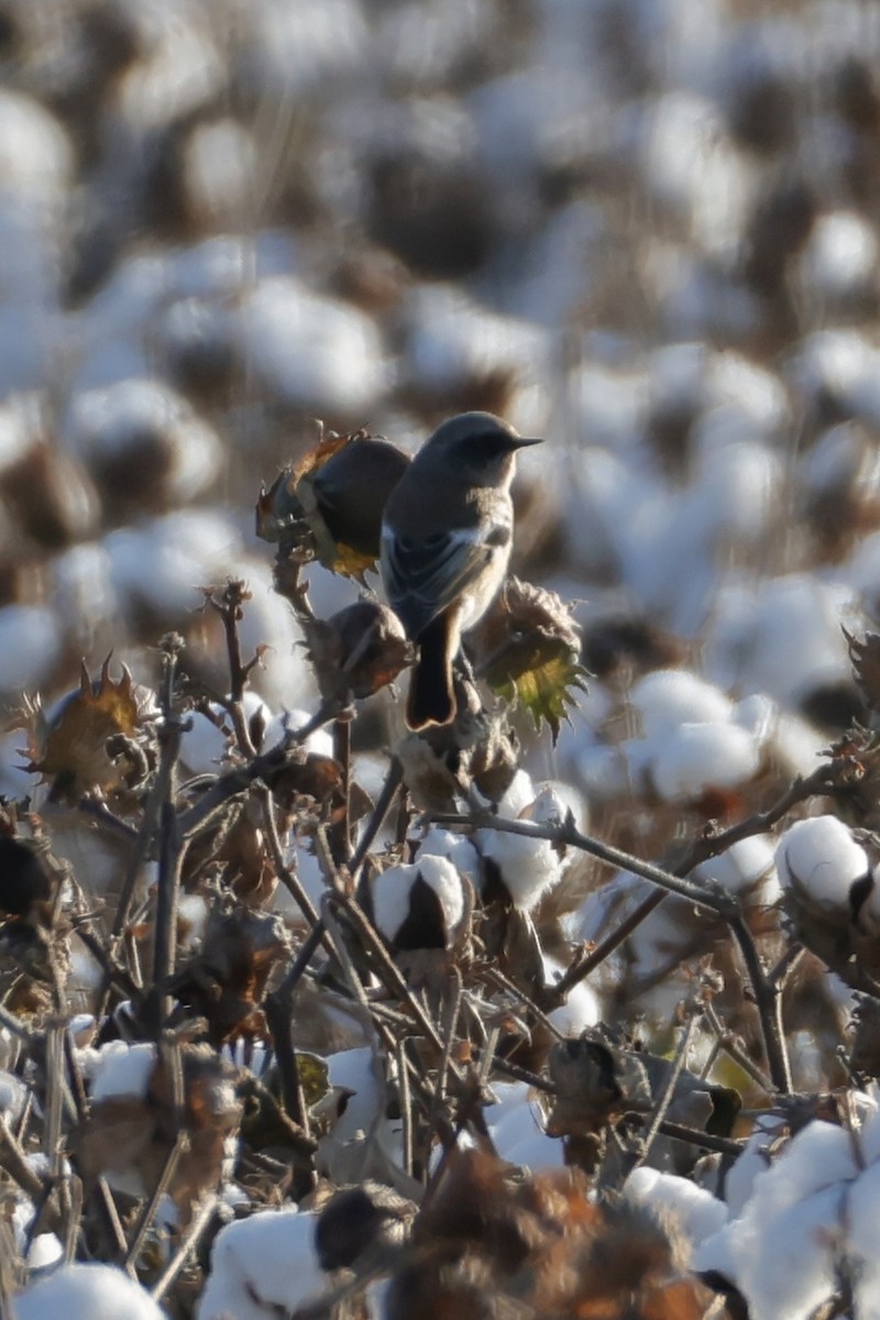 Улбар гал сүүлт - ML643214928