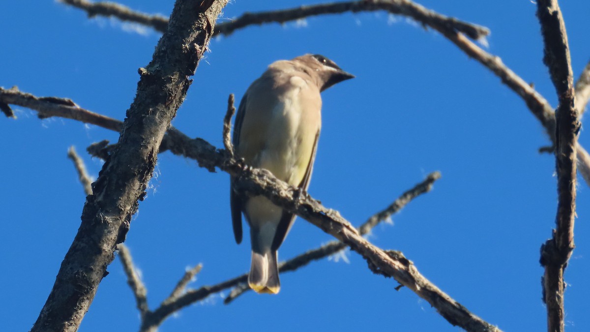 Cedar Waxwing - ML643214929