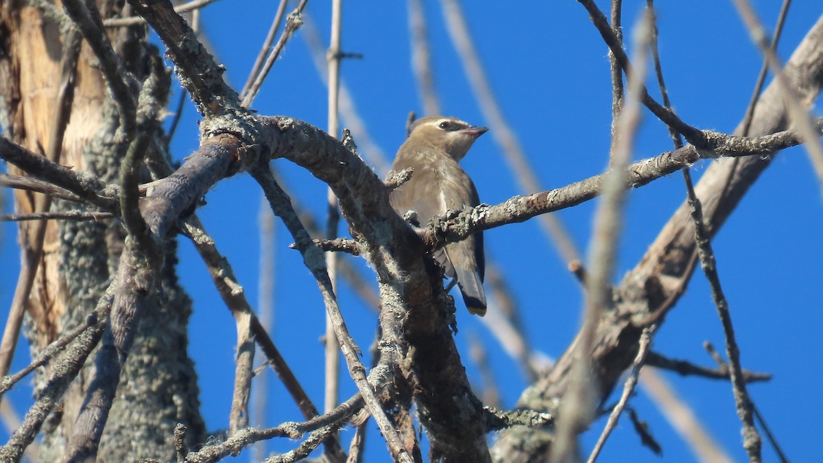 Cedar Waxwing - ML643214930