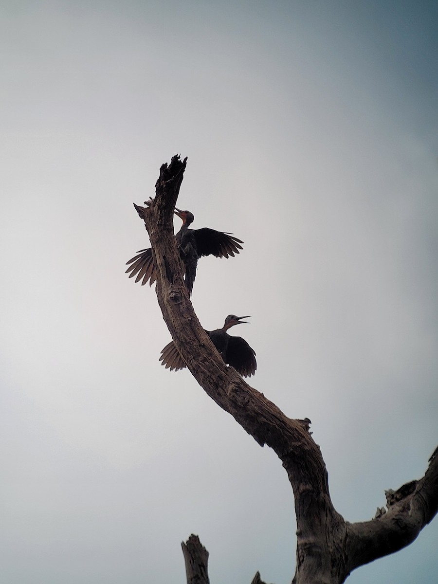 Great Slaty Woodpecker - ML643214959