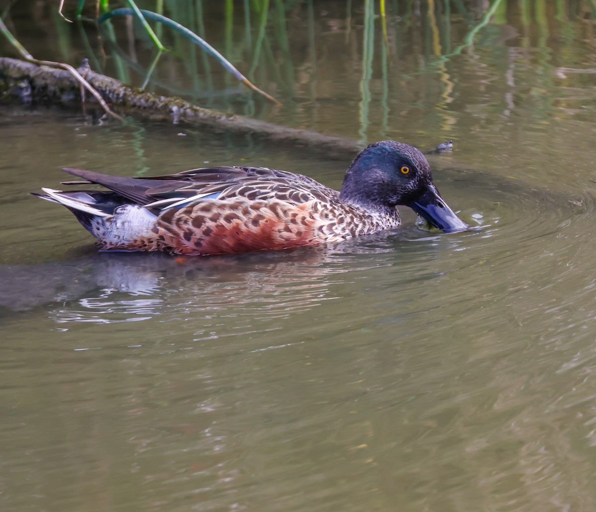 Northern Shoveler - ML643214961