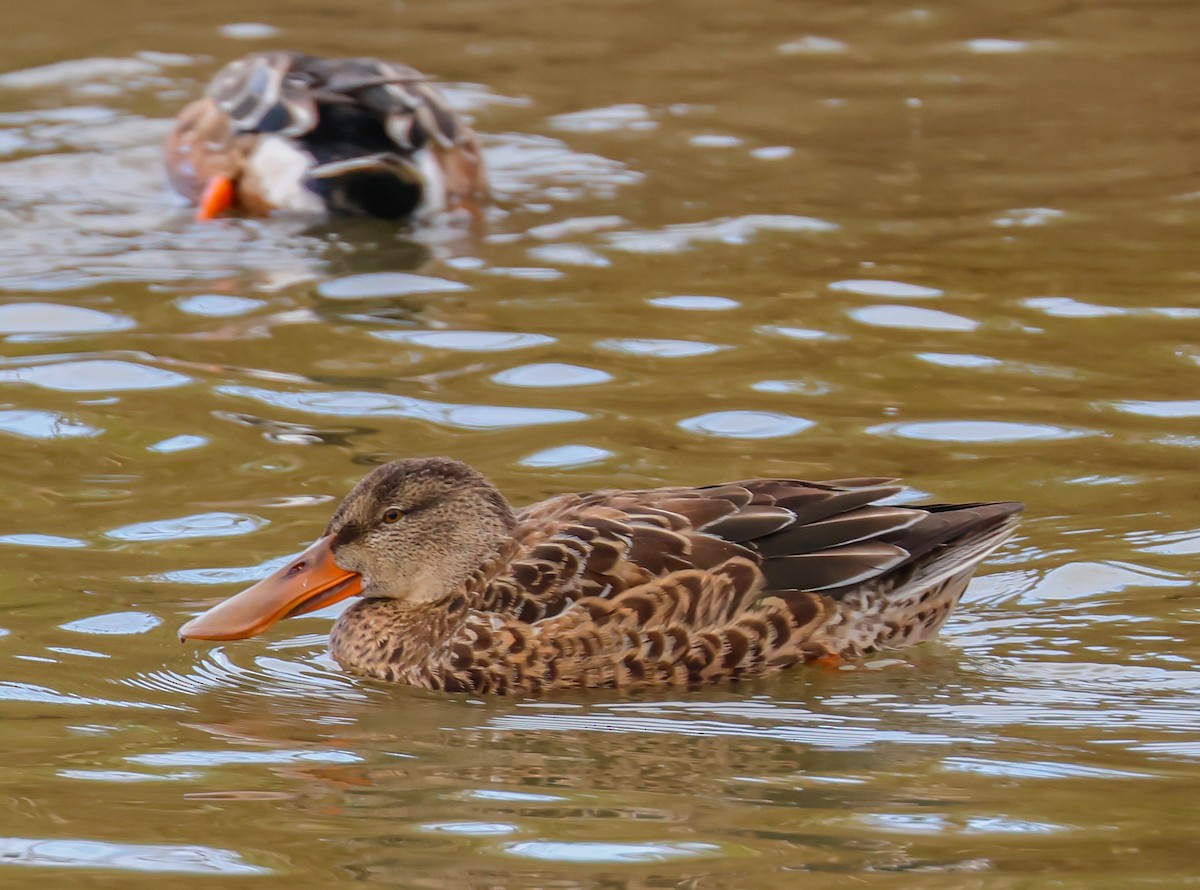 Northern Shoveler - ML643214964