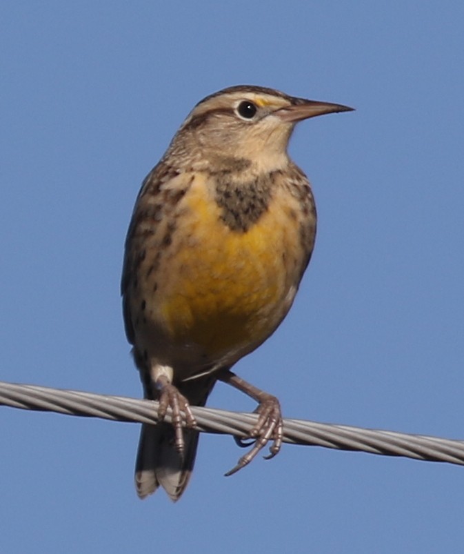 Western Meadowlark - ML643214967