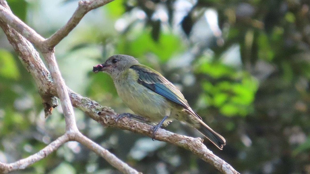 Black-headed Tanager - ML643214975