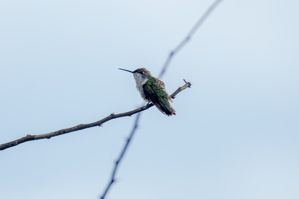 Ruby-throated Hummingbird - ML643214999