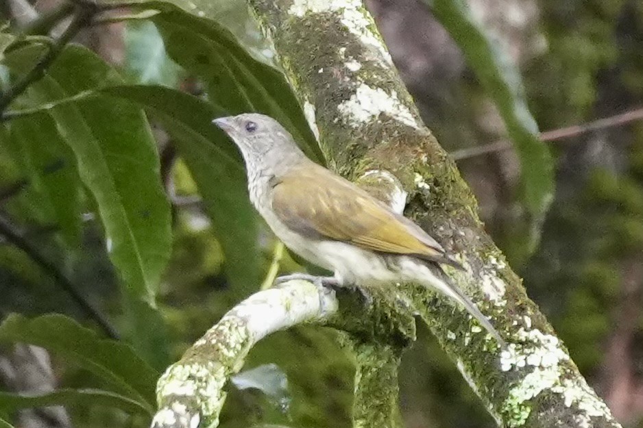 Pallid Honeyguide - ML643215030