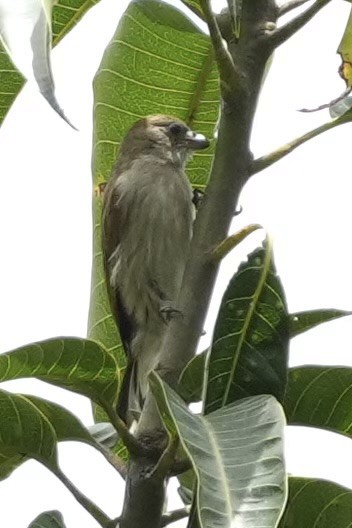 Pallid Honeyguide - ML643215031