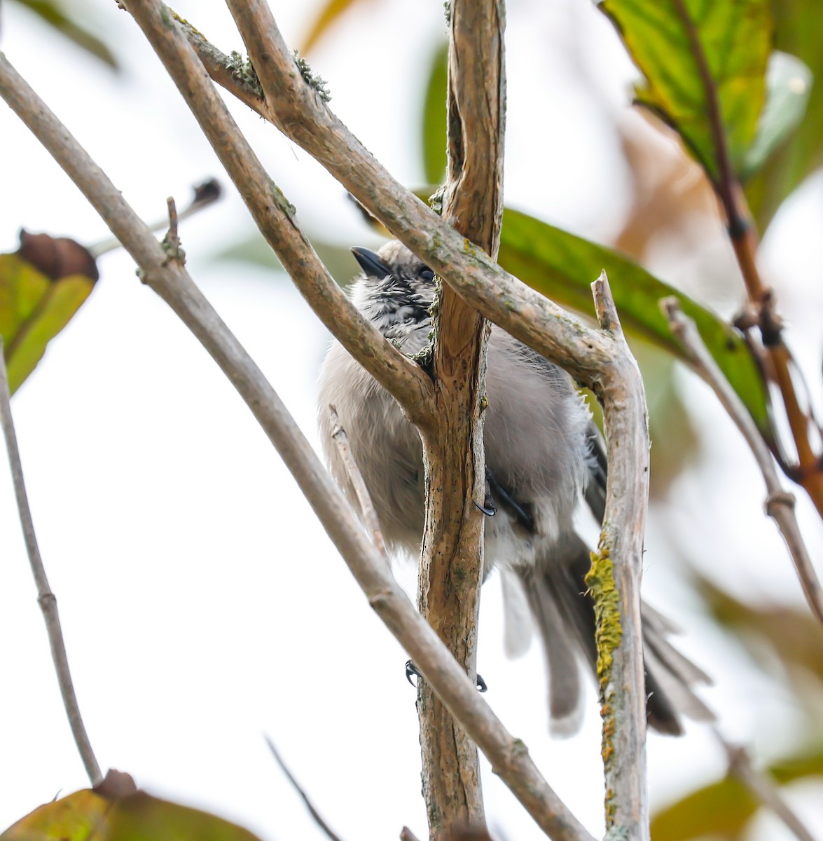 Bushtit - ML643215037