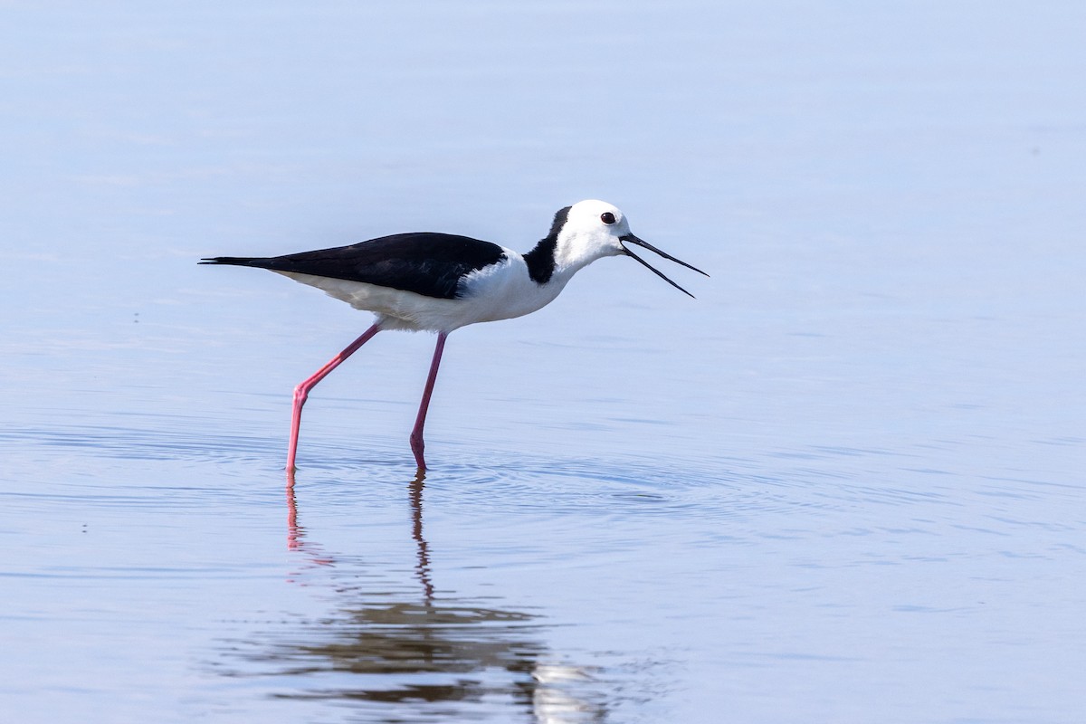 Pied Stilt - ML643215041