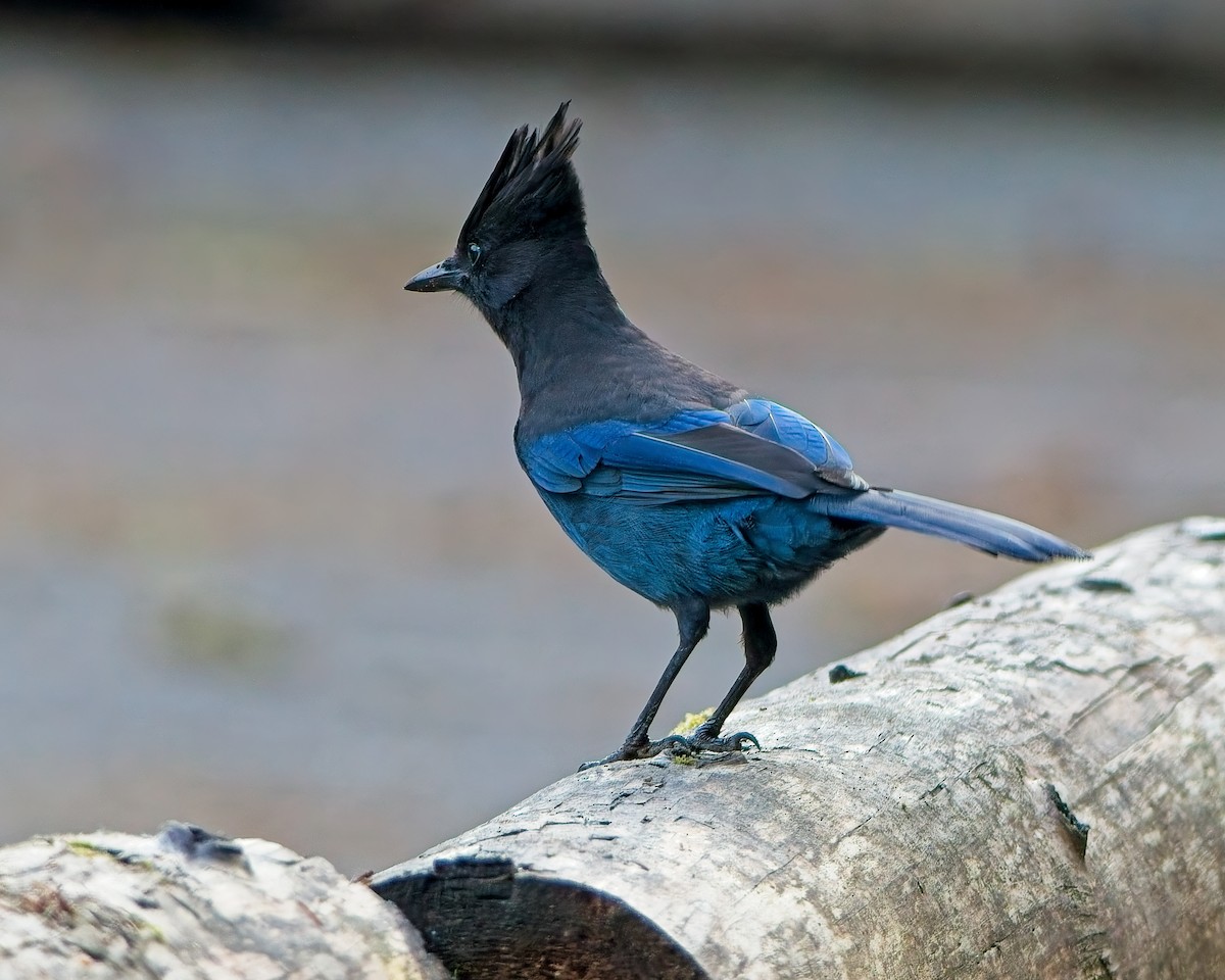 Steller's Jay - ML643215081
