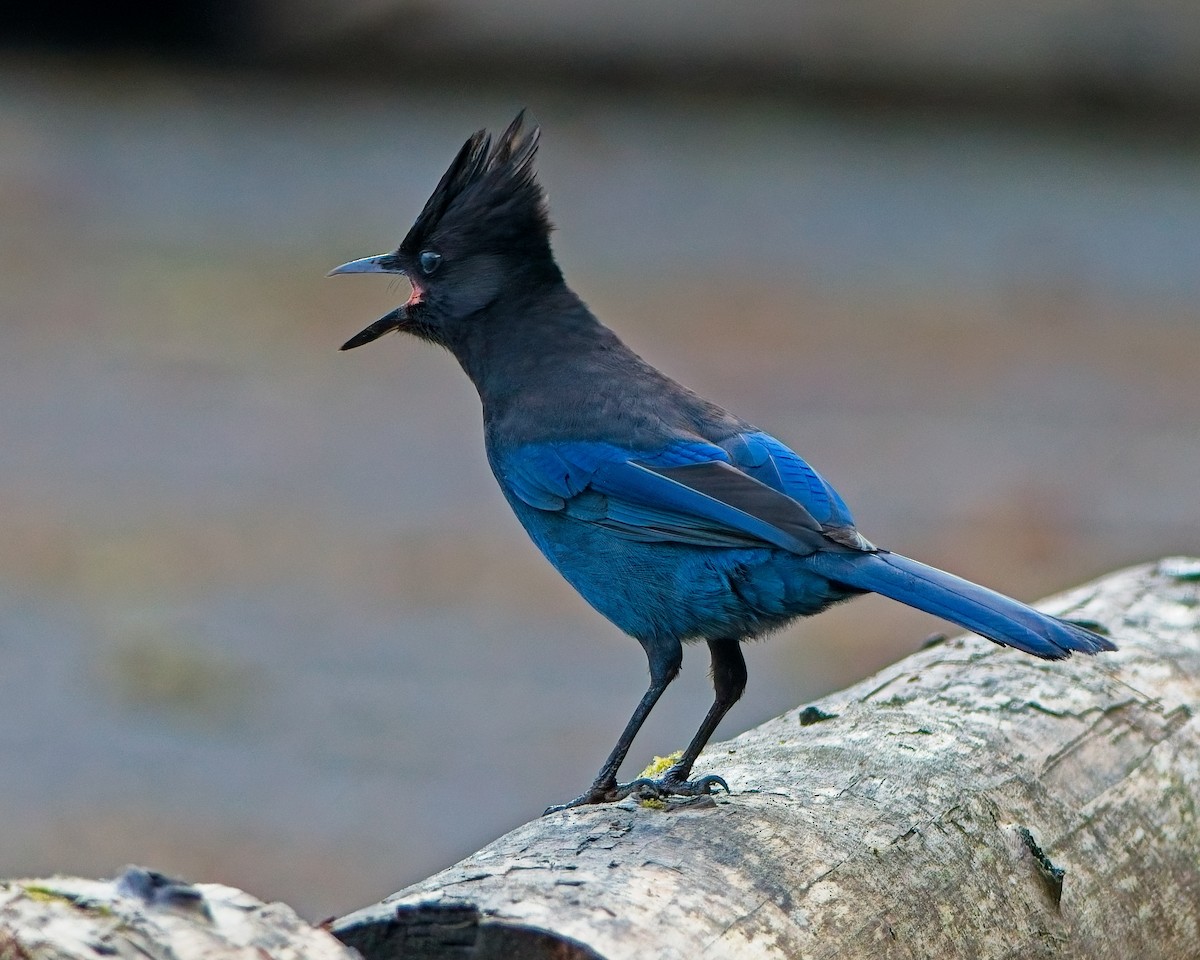 Steller's Jay - ML643215083
