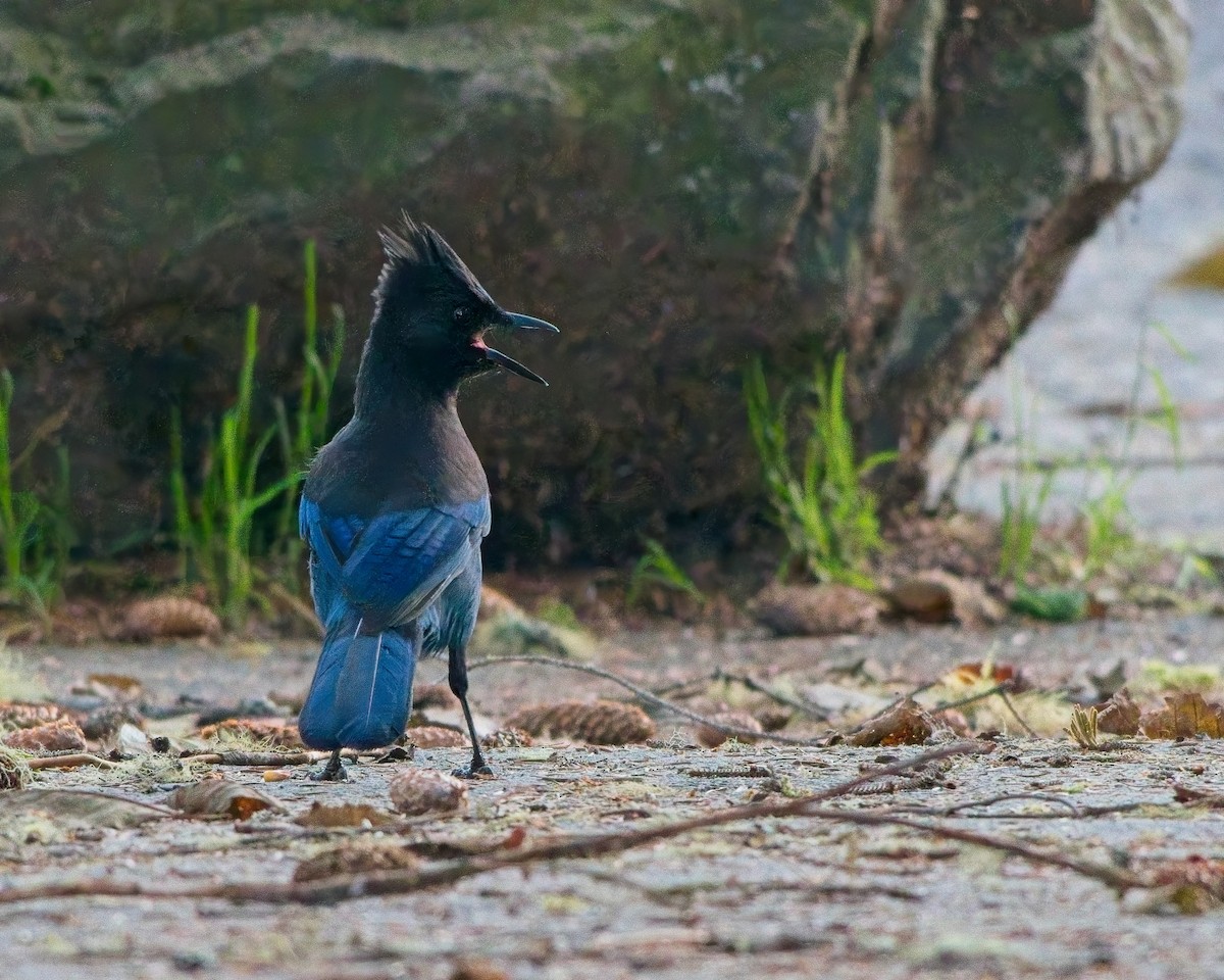Steller's Jay - ML643215084