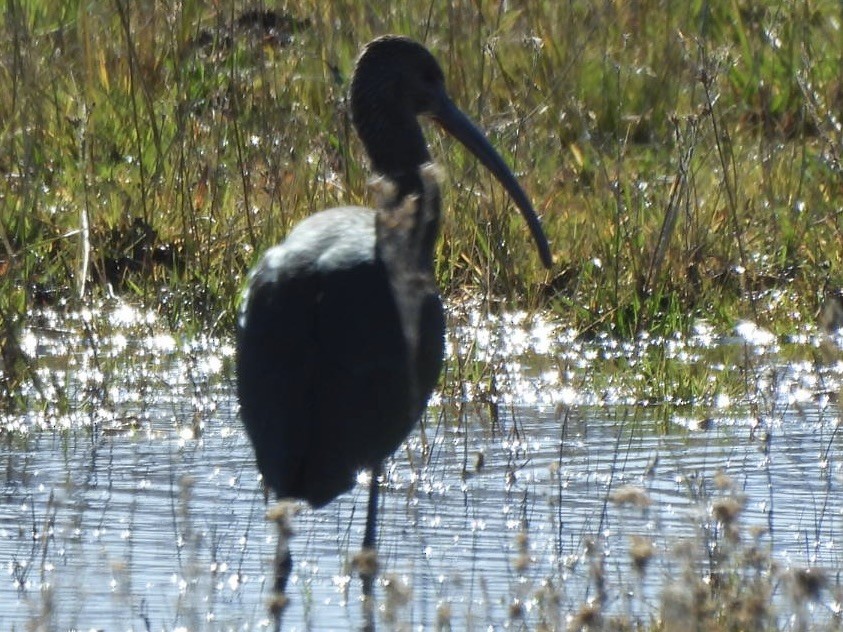White-faced Ibis - ML643215196