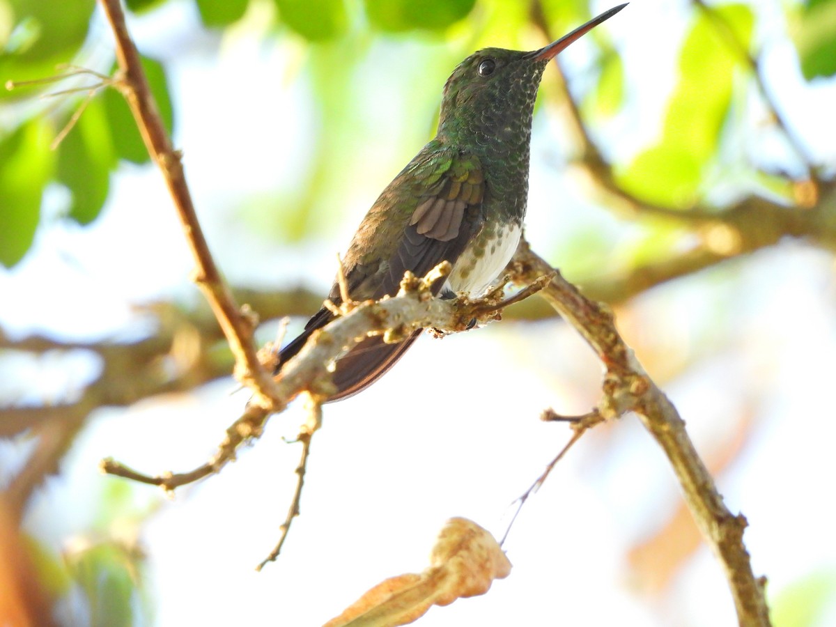 Snowy-bellied Hummingbird - ML643215197