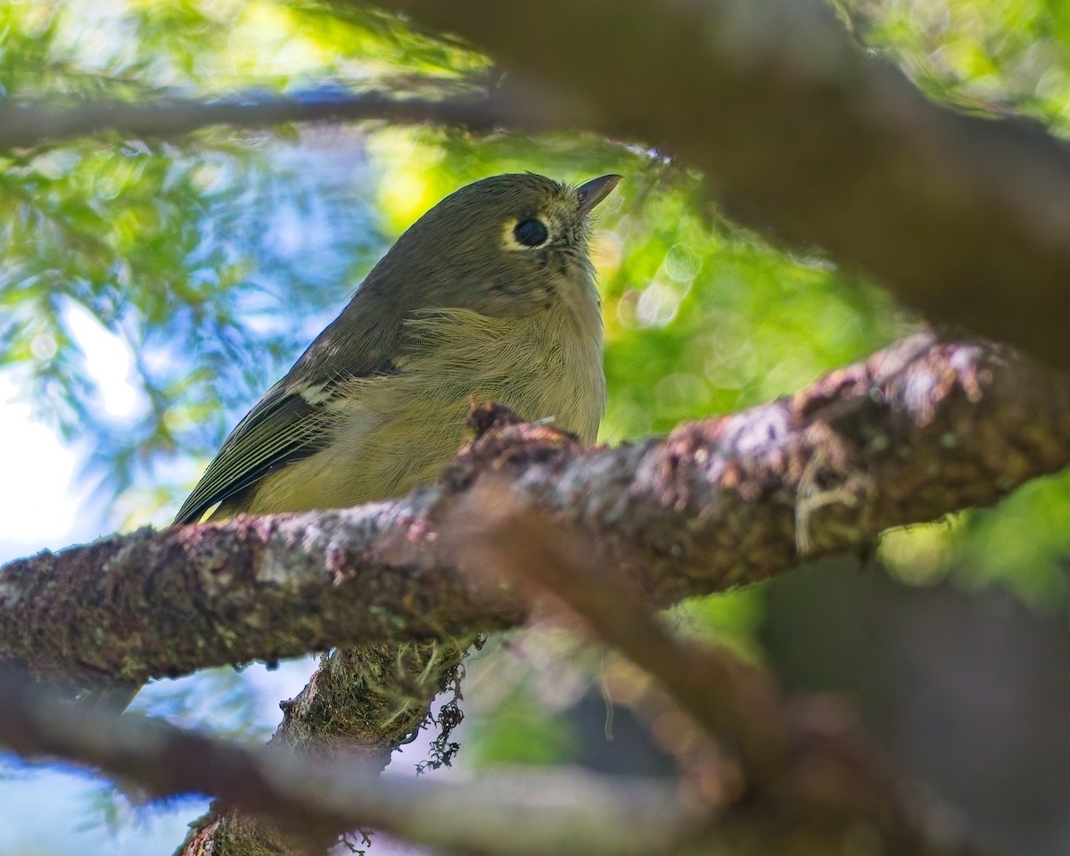 Hutton's Vireo - ML643215215