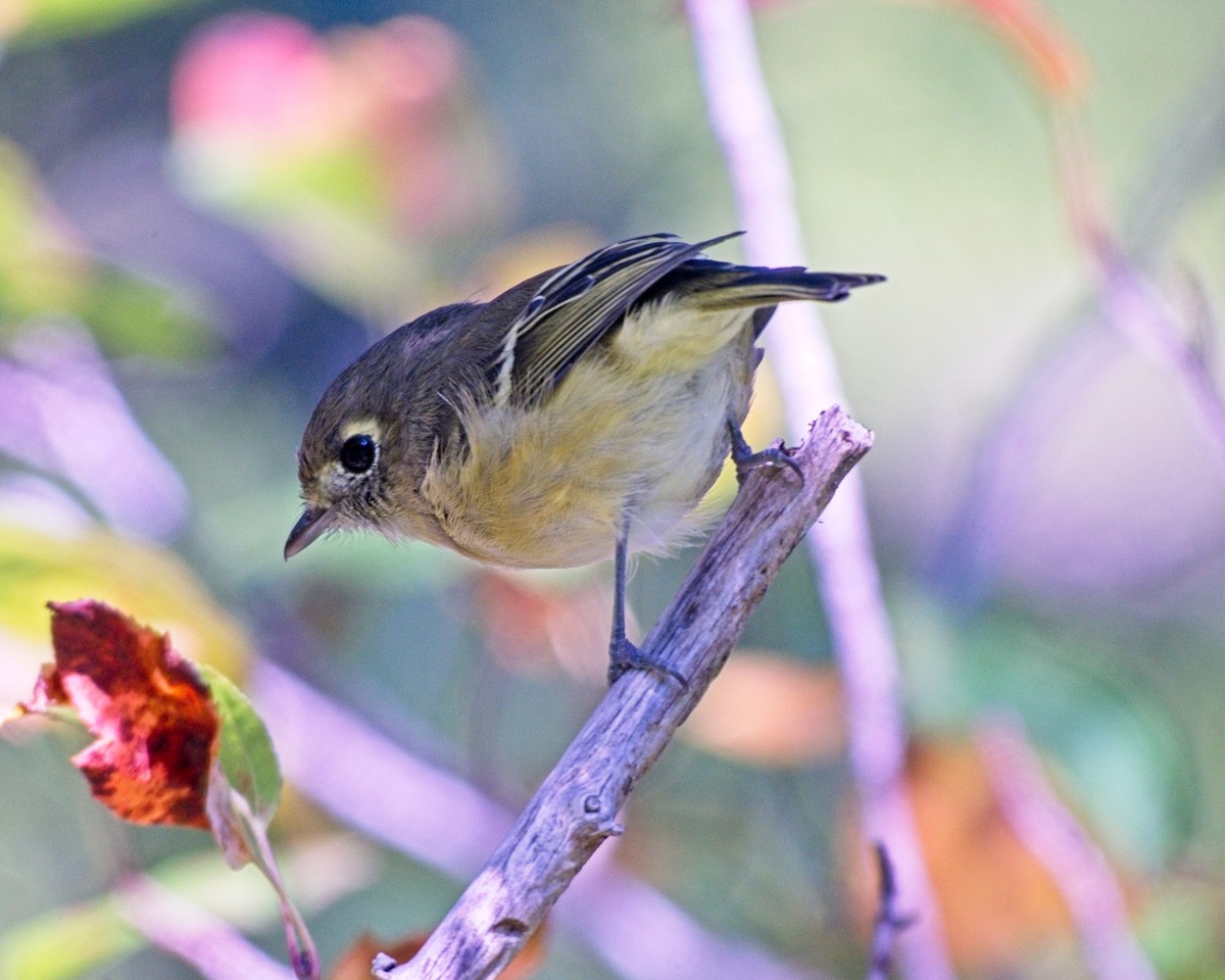 Hutton's Vireo - ML643215217