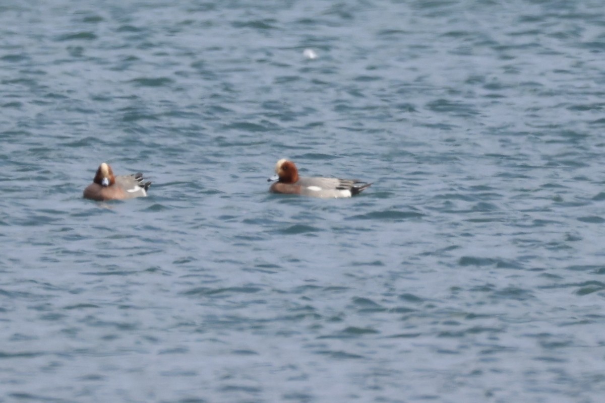 Eurasian Wigeon - ML643215220