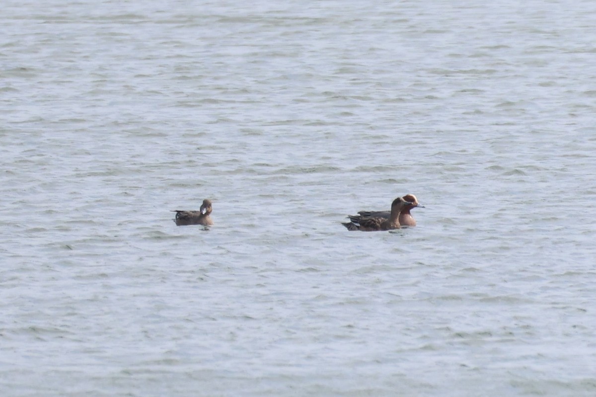 Eurasian Wigeon - ML643215221
