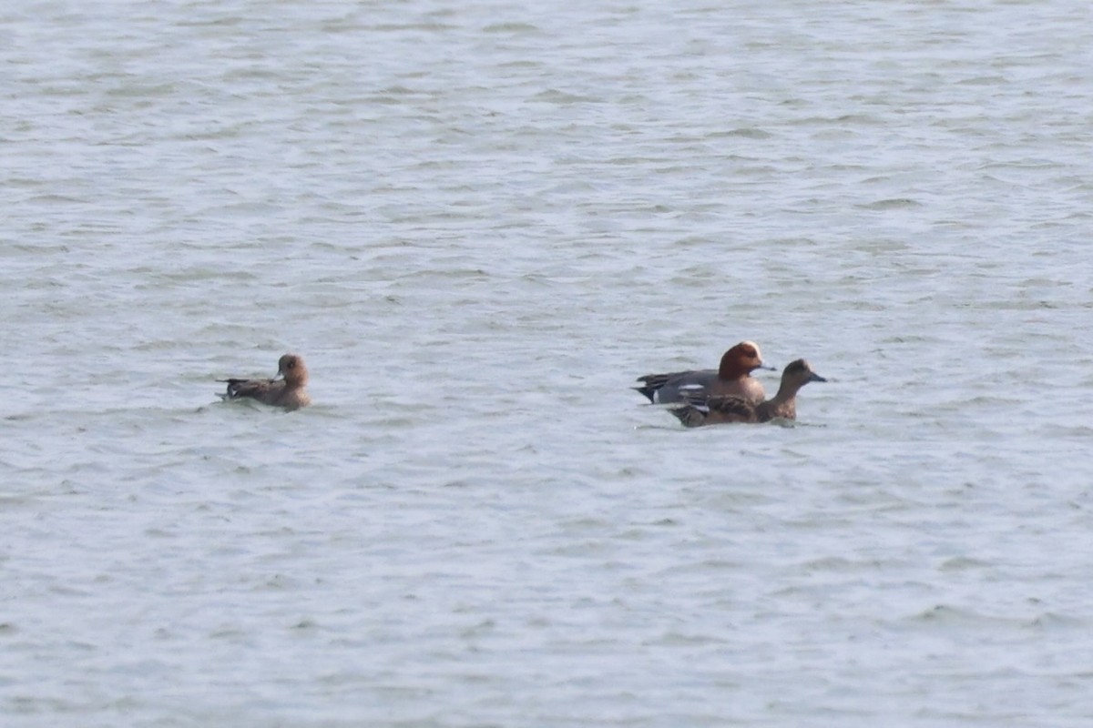 Eurasian Wigeon - ML643215222