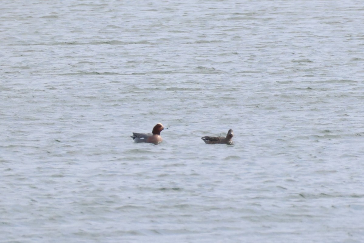 Eurasian Wigeon - ML643215223