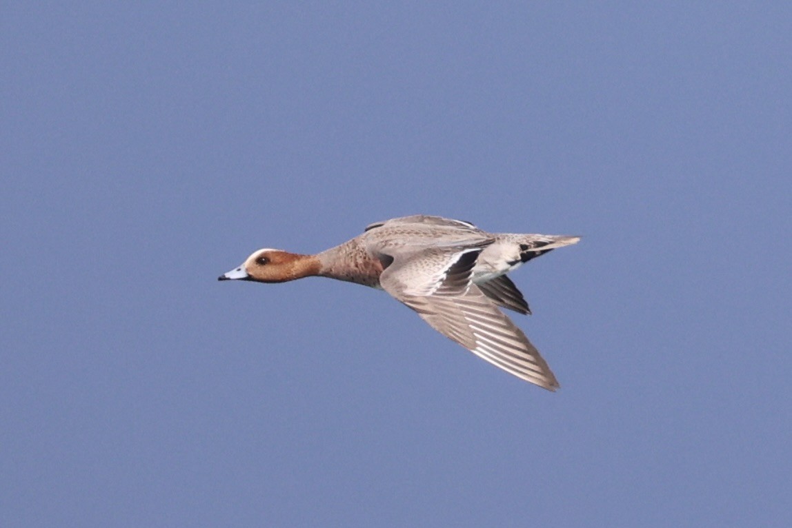 Eurasian Wigeon - ML643215224