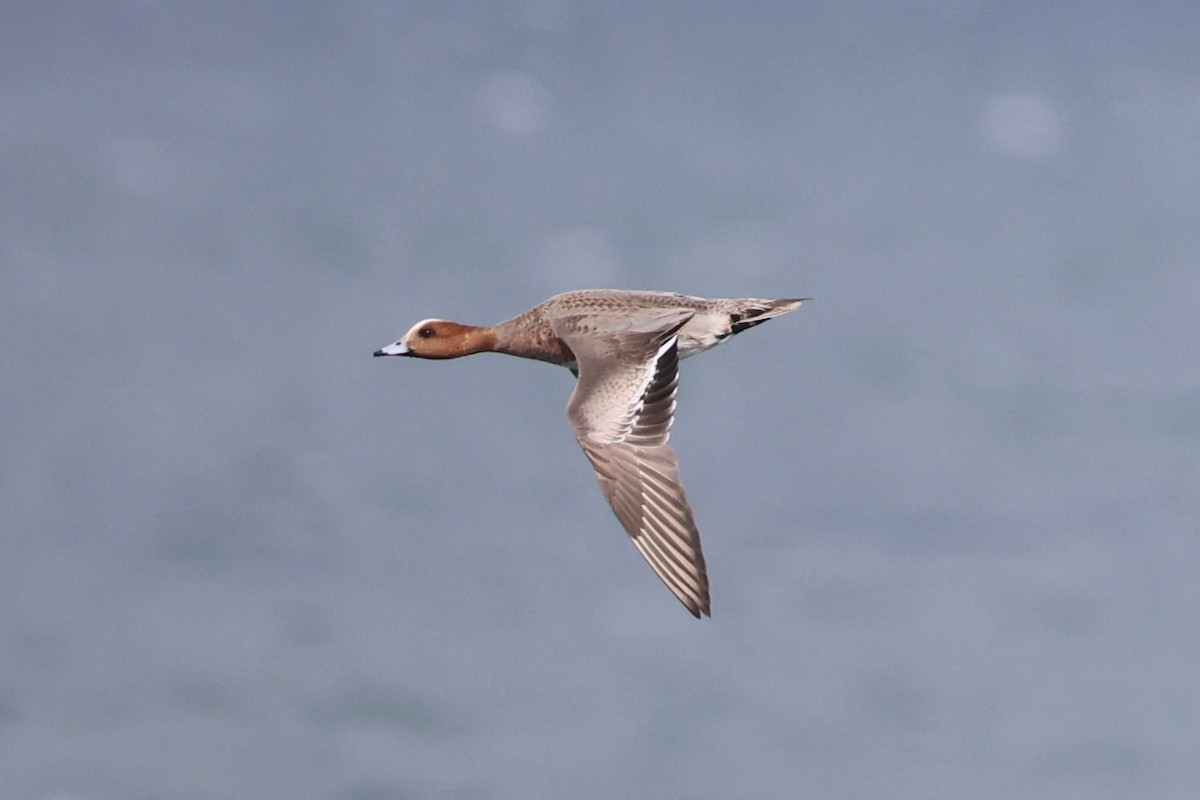 Eurasian Wigeon - ML643215225