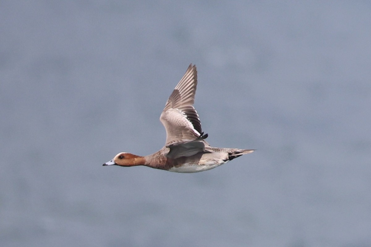 Eurasian Wigeon - ML643215226