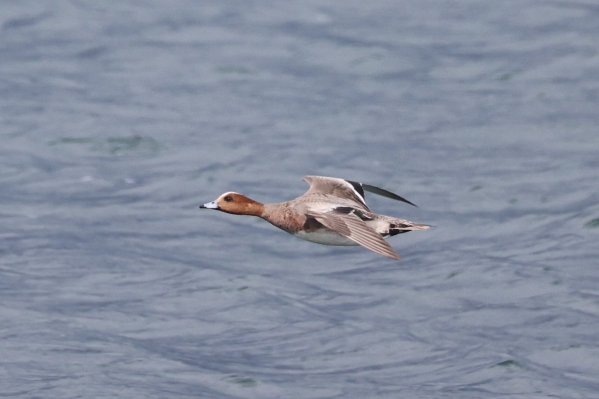 Eurasian Wigeon - ML643215227