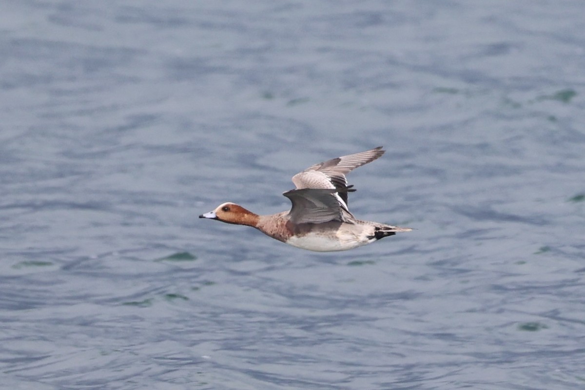 Eurasian Wigeon - ML643215228