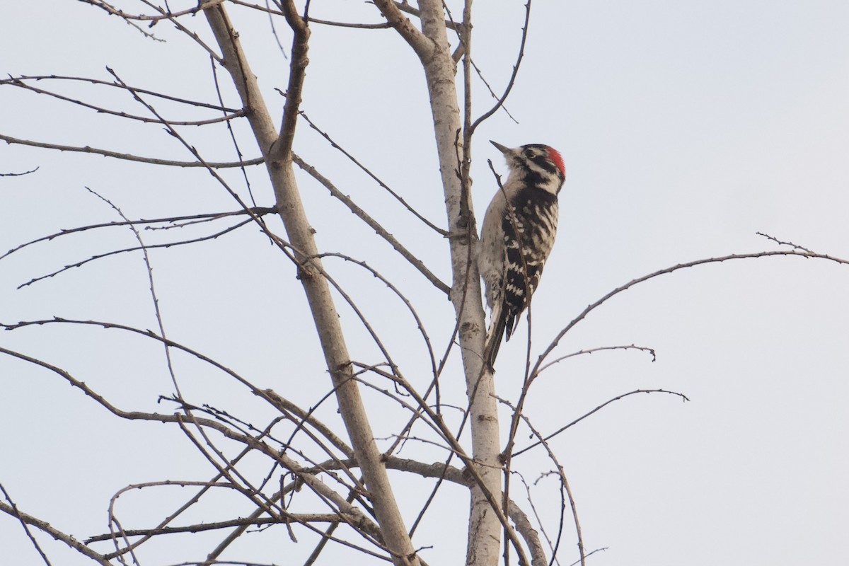 Downy x Nuttall's Woodpecker (hybrid) - ML643215238