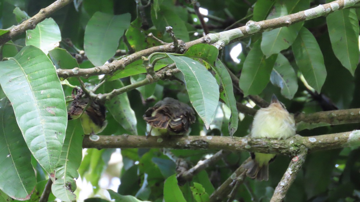 Golden-bellied Flycatcher - ML643215247