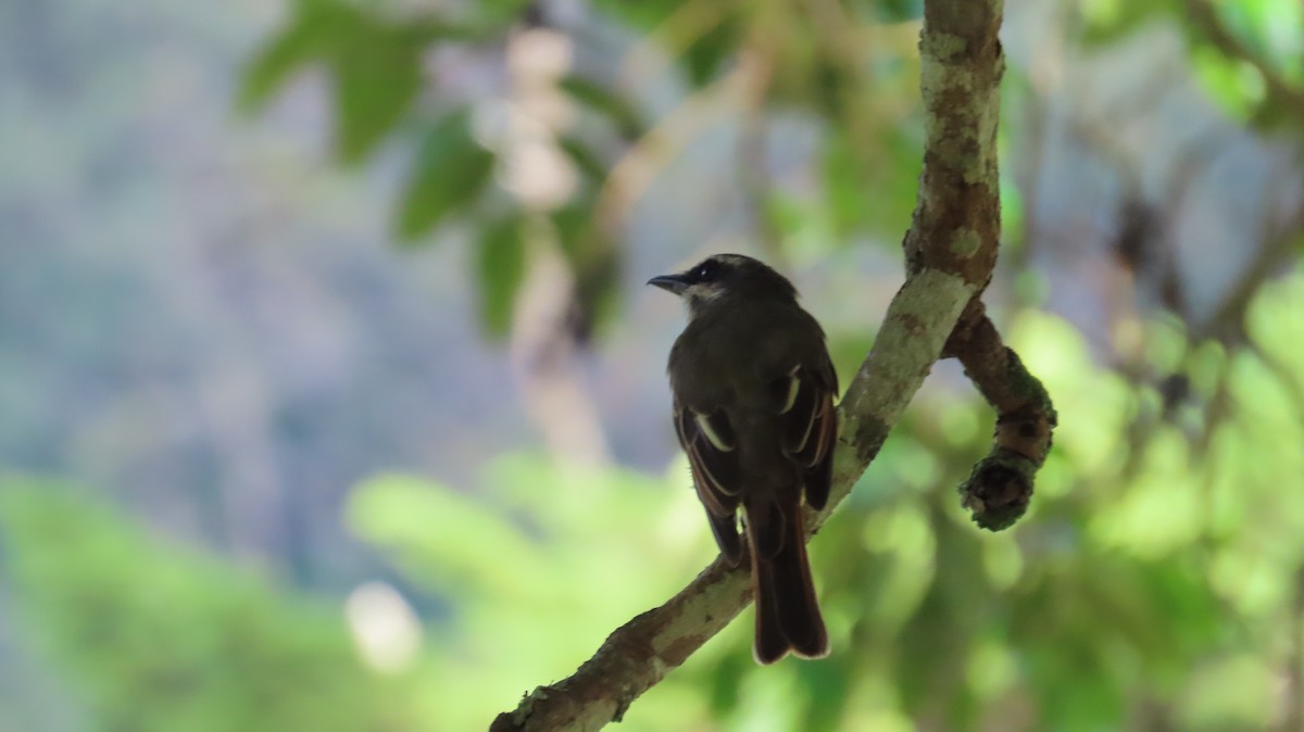 Golden-bellied Flycatcher - ML643215248