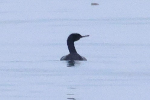 Pelagic Cormorant - ML643215255