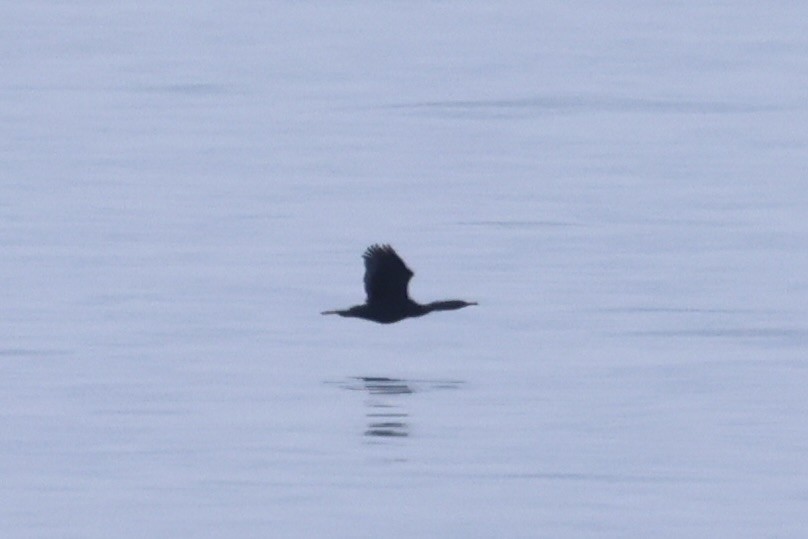 Pelagic Cormorant - ML643215256