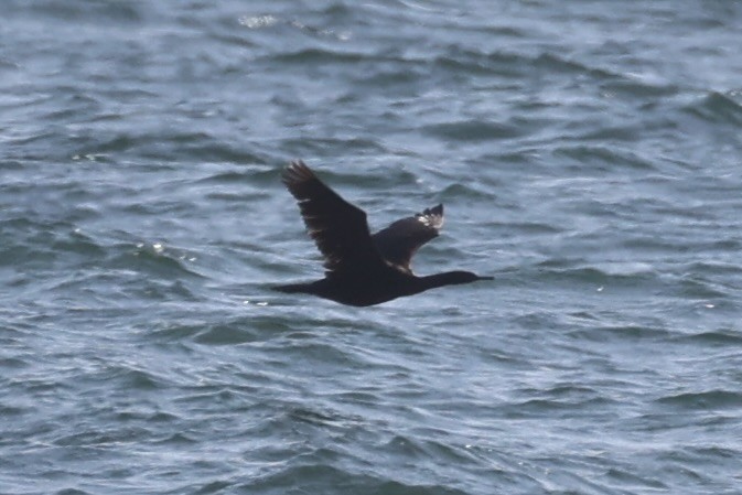 Pelagic Cormorant - ML643215257